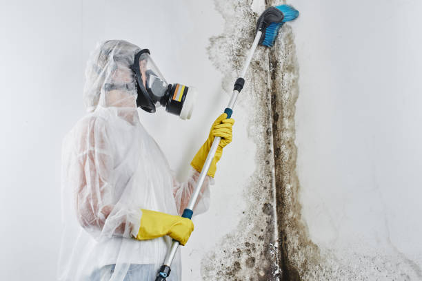 Best Kitchen Mold Remediation in Metropolis, IL