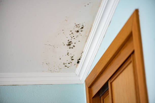Best Emergency Mold Remediation in Metropolis, IL