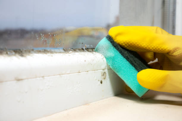 Best Basement Mold Remediation in Metropolis, IL