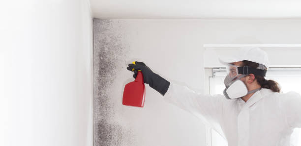 Best HVAC Mold Remediation in Metropolis, IL