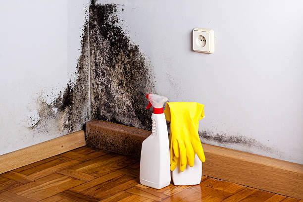 Best Bathroom Mold Remediation in Metropolis, IL