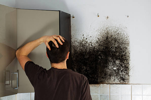 Trusted Metropolis, IL Mold Remediation Experts