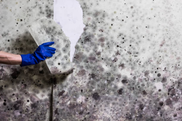 Best Preventive Mold Services in Metropolis, IL