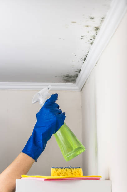 Best Industrial Mold Remediation in Metropolis, IL